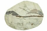Miocene Fossil Leaf On Branch - Augsburg, Germany #254129-1
